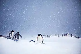 Manchots papous sur l'île de Trinity