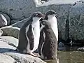 Trois juvéniles Manchots papous sur l’île Petermann (Antarctique).