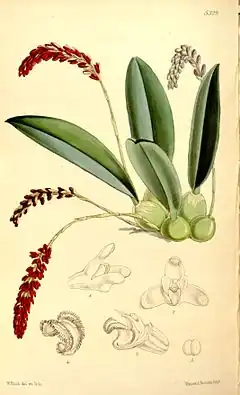 Description de l'image Genyorchis pumila (as Bulbophyllum pavimentatum) - Curtis' 88 (Ser. 3 no. 18) pl. 5329 (1862).jpg.