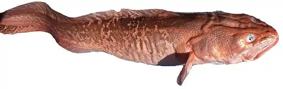 Genypterus blacodes