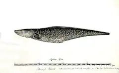 Description de l'image Genypterus capensis03.jpg.