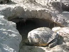 Tortue géante Geochelone sulcata