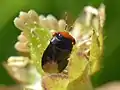 Geocoridae : Geocoris erythrocephalus.