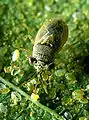 Geocoris punctipes