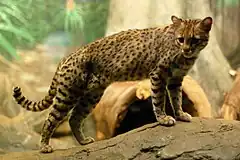 Chat de Geoffroy(Leopardus geoffroyi)