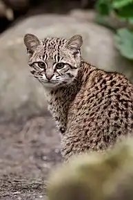 Chat de Geoffroy (Leopardus geoffroyi). Ici une femelle.