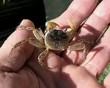 Crabe coureur (Geograpsus grayi)