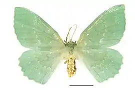 GeometridaeGeometra papilionaria