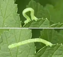 Description de l'image Geometrid caterpillar.jpg.