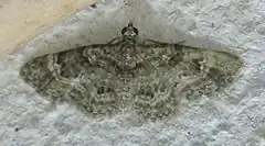 Description de l'image Geometridae-Gymnoscelis rubricata-14mm-38-07.jpg.
