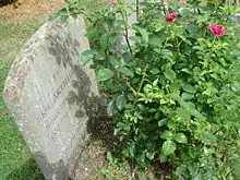 pierre tombale plantée dans l'herbe, un rosier pousse devant