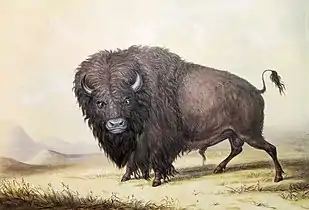 Buffalo Bull (1845).