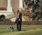 George H. W. Bush avec son springer anglais et ses cinq chiots. Parmi eux, le futur Spot.