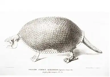 Reconstitution du squelette d'un Glyptodon, mammifère fossile d'Amérique du Sud, 1845