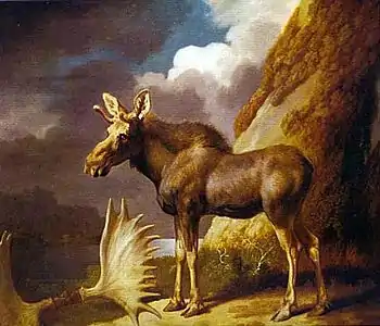 The Moose, 1773, Glasgow, Hunterian Museum and Art Gallery.