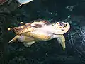 Une tortue nageant paisiblement dans un des bassins du Georgia Aquarium.