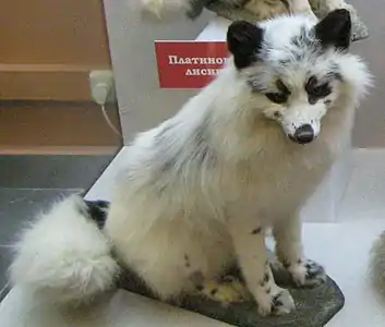 Un georgian white taxidermisé au musée Darwin, en Russie.