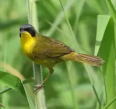 Description de l'image Geothlypis aequinoctialis - Masked Yellowthroat.jpg.