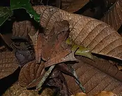 Description de l'image Gephyromantis luteus, Nosy Mangabe, Madagascar (4027540414).jpg.