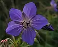 Fleur de Geranium pratense...