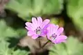 Deux fleurs de Geranium molle