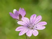 Géranium des Pyrénées