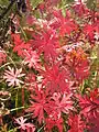 Feuillage en automne de Geranium sanguineum