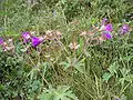 Geranium sylvaticum