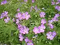 Geranium sylvaticum