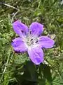 Geranium sylvaticum