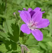 Géranium des bois