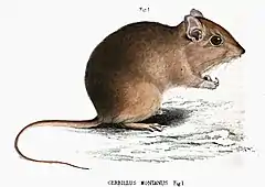 Gerbilliscus brantsii