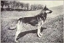 Photographie ancienne en noir et blanc d'un chien de type lupoïde, ici un Berger allemand debout de profil, dont les proportions anatomiques rappellent celles du loup.