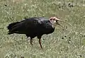 Ibis du Cap (Geronticus calvus)