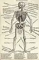 Die Knochenanatomie (Anatomie du squelette)