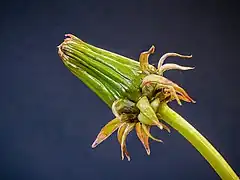 Fleur fermée tôt le matin.