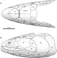 Diagramme reconstituant le crâne d'Hyneria udlezinye à partir de fossiles démentélés.