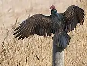 Photo représentant un vautour urubu, noir avec la tête rouge, perché sur un poteau avec les ailes déployées.
