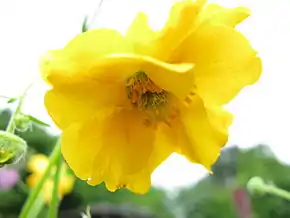 Description de l'image Geum chiloense 'Gold Ball'2.jpg.