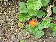 Description de l'image Geum coccineum2.jpg.