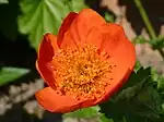 Fleur de Geum coccineum 'Cooky'