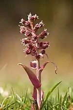 Grand pétasite (Petasites hybridus).