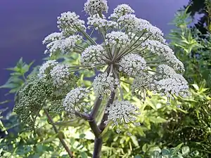 Angelica sylvestris (Apiales, Apiaceae ou Ombellifères)