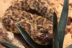 Description de l'image Gfp-caatinga-lance-headed-pitviper.jpg.