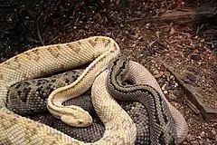 Description de l'image Gfp-northwestern-neotropical-rattlesnake.jpg.