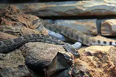 Description de l'image Gfp-santa-cataline-island-rattlesnake.jpg.