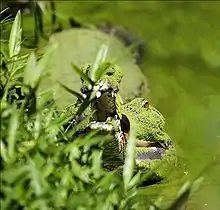 Photo de la tête d'un gavial émergeant de l'eau et recouverte d'algues.