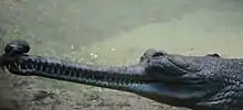 Vue de profil de la tête d'un gavial, avec une bosse à l'extrémité du museau.