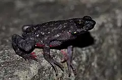 Description de l'image Ghatophryne ornata or Malabar Torrent Toad.jpg.