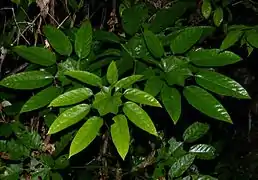 Trevesia burckii